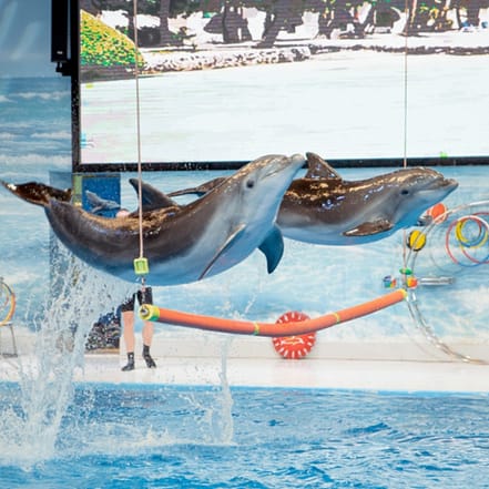Dolphin & Seal Show – Dubai Dolphinarium + The Green Planet Dubai – Combo – Must-see attractions JUZN.com Special Offers, Deals & Discounts