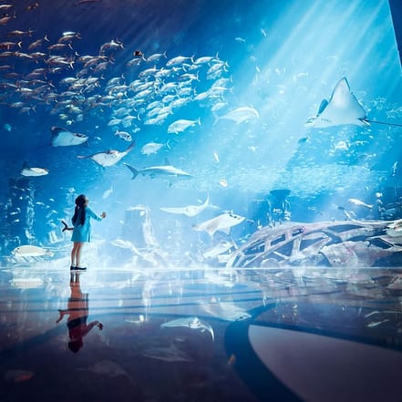 Lost Chambers Aquarium – Experiences JUZN.com Special Offers, Deals & Discounts
