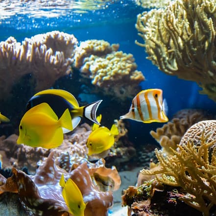 SEA LIFE London Aquarium – Entry Ticket – Top-Rated Attractions JUZN.com Special Offers, Deals & Discounts