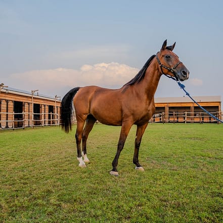 Horse Riding at Al Marmoom Oasis With Transfer – Desert safaris JUZN.com Special Offers, Deals & Discounts