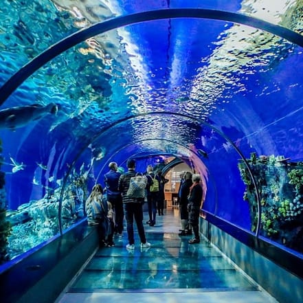 Istanbul Aquarium Ticket & Shuttle – Experiences JUZN.com Special Offers, Deals & Discounts