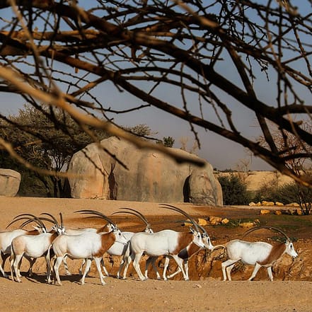 Al Ain Zoo Tickets – Experiences JUZN.com Special Offers, Deals & Discounts