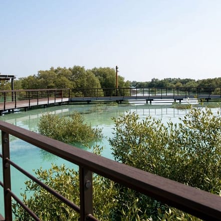Jubail Mangrove Park – Boardwalk Experience – Recently Added Experiences JUZN.com Special Offers, Deals & Discounts