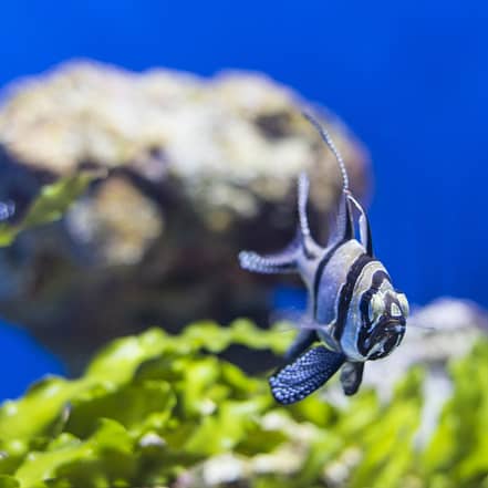 SEA LIFE Manchester Entry Ticket – Theme Parks JUZN.com Special Offers, Deals & Discounts