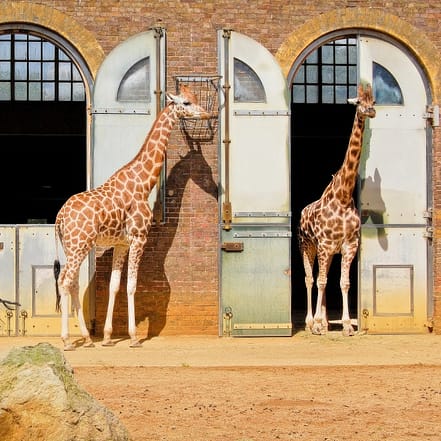 London Zoo: Entry Ticket – Recently Added Experiences JUZN.com Special Offers, Deals & Discounts