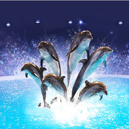Dolphin & Seal Show – Dubai Dolphinarium – Must-see attractions JUZN.com Special Offers, Deals & Discounts