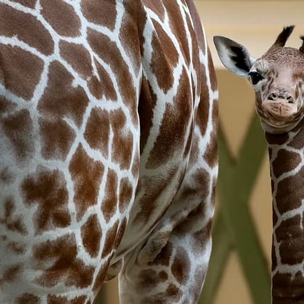 ARTIS Amsterdam Royal Zoo: Entry Ticket – Recently Added Experiences JUZN.com Special Offers, Deals & Discounts