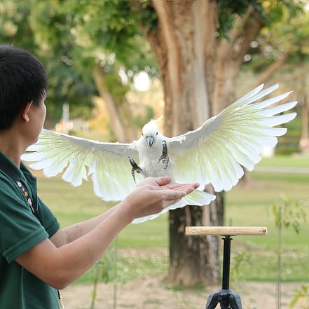 Exotic Bird Show – Dubai Dolphinarium – Dubai Dolphinarium JUZN.com Special Offers, Deals & Discounts