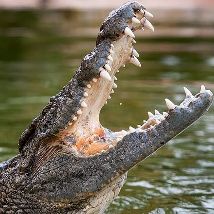 Dubai Crocodile Park – Must-see attractions JUZN.com Special Offers, Deals & Discounts
