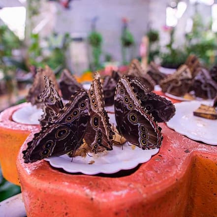 Butterfly Garden – Must-see attractions JUZN.com Special Offers, Deals & Discounts