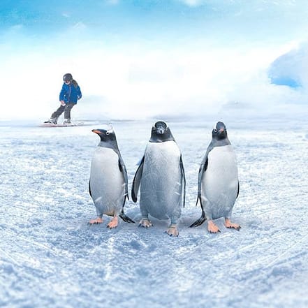 Ski Egypt – Indoor Attractions JUZN.com Special Offers, Deals & Discounts