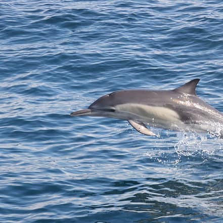 Dolphins Watching & Snorkeling – Sightseeing and Tours JUZN.com Special Offers, Deals & Discounts
