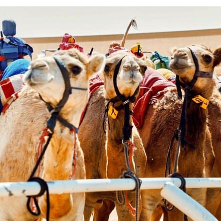 Camelicious Dubai – Must-see attractions JUZN.com Special Offers, Deals & Discounts